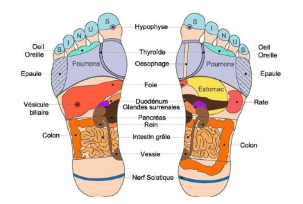 Schéma de rélfexologie plantaire par Julie Sabre, naturopathe, JuSnature à Bondues, Nord de la France (59)
